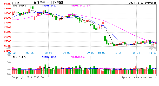 每日猪讯11.19