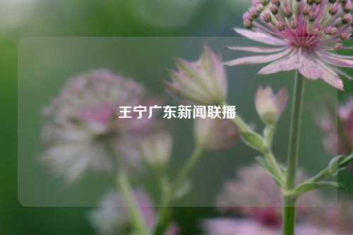 王宁广东新闻联播